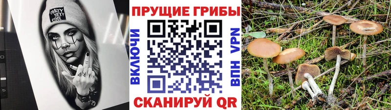 KRAKEN tor Ясногорск Галлюциногенные грибы прущие грибы